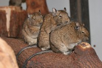 /album/zverinec-vi-d/degu-2-jpg/